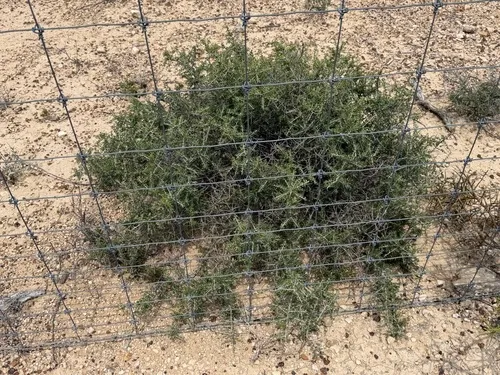 Knifeleaf Condalia