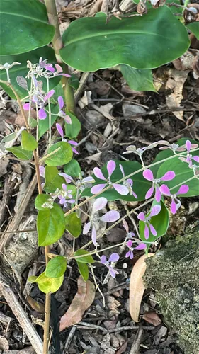 Lluvia De Orquideas — photo by Carlos/Giancarla Ross (AnimeBirder)