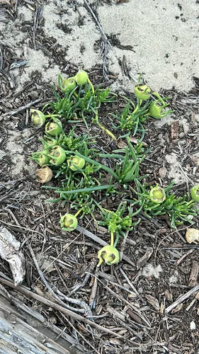 Narrow-leaved Iceplant — photo by dinosaurpiggybank