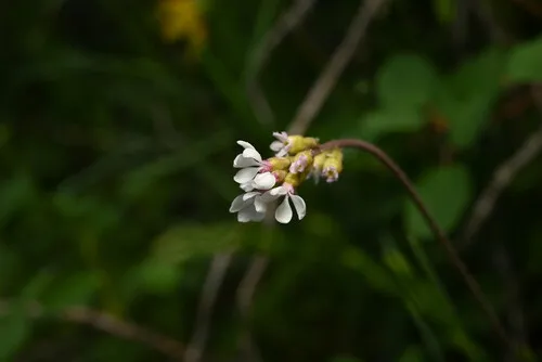 Williams' Miterwort — photo by Anders Hastings