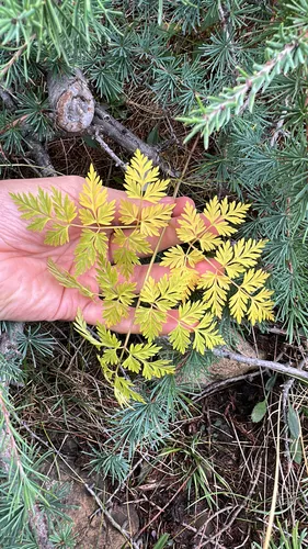 Eastern Hemlockparsley