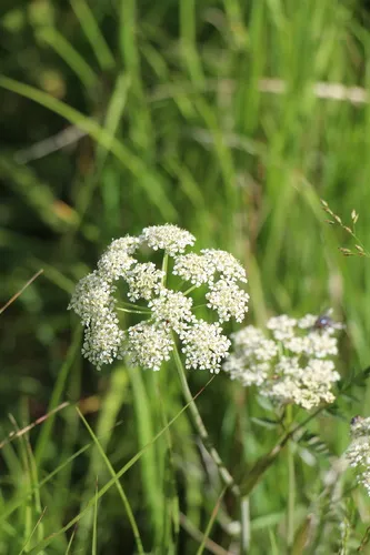 Rocky Mountain Hemlockparsley