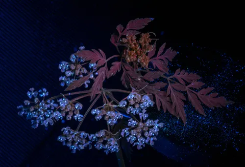 Poison Hemlock — photo by Alan Rockefeller