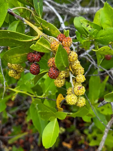 Button Mangrove