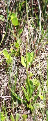Betonyleaf Thoroughwort