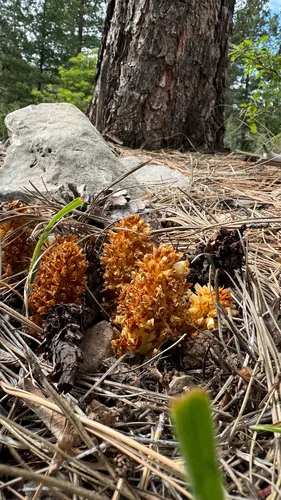Alpine Cancer-root