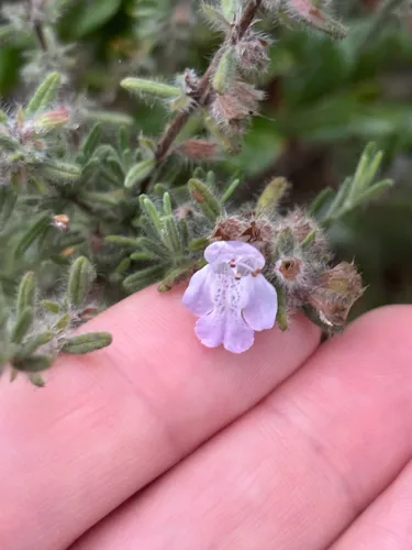 False Rosemary
