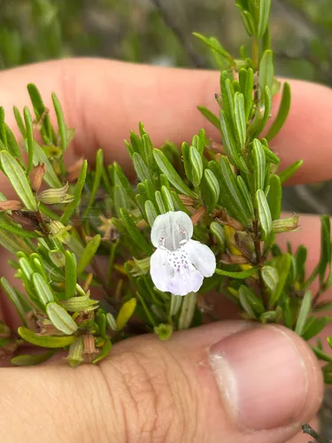 Apalachicola False Rosemary
