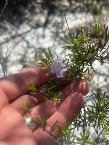 Largeflower False Rosemary