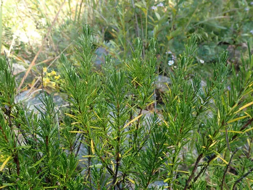 Cumberland False Rosemary