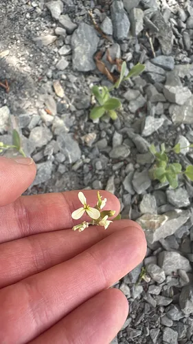 Hare's Ear Mustard — photo by Ashley Couchis