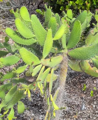 Semaphore Pricklypear