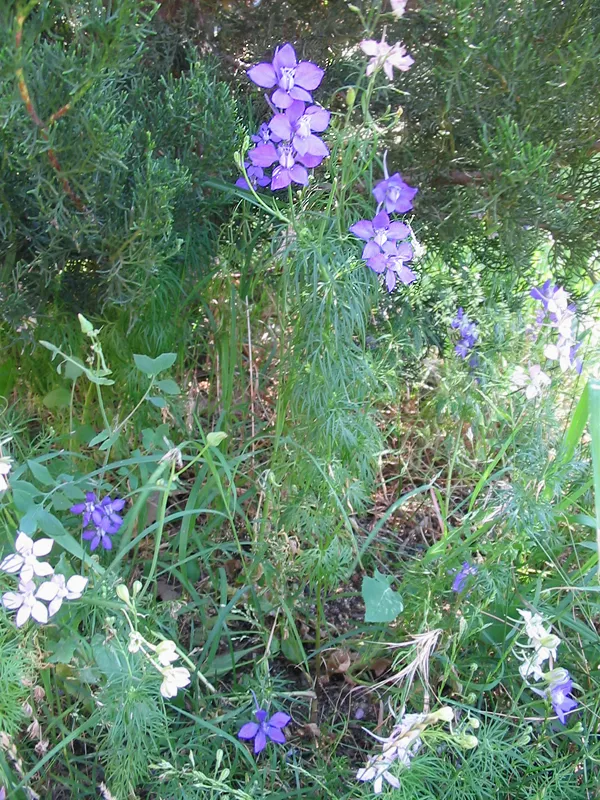 Doubtful Knight's-spur