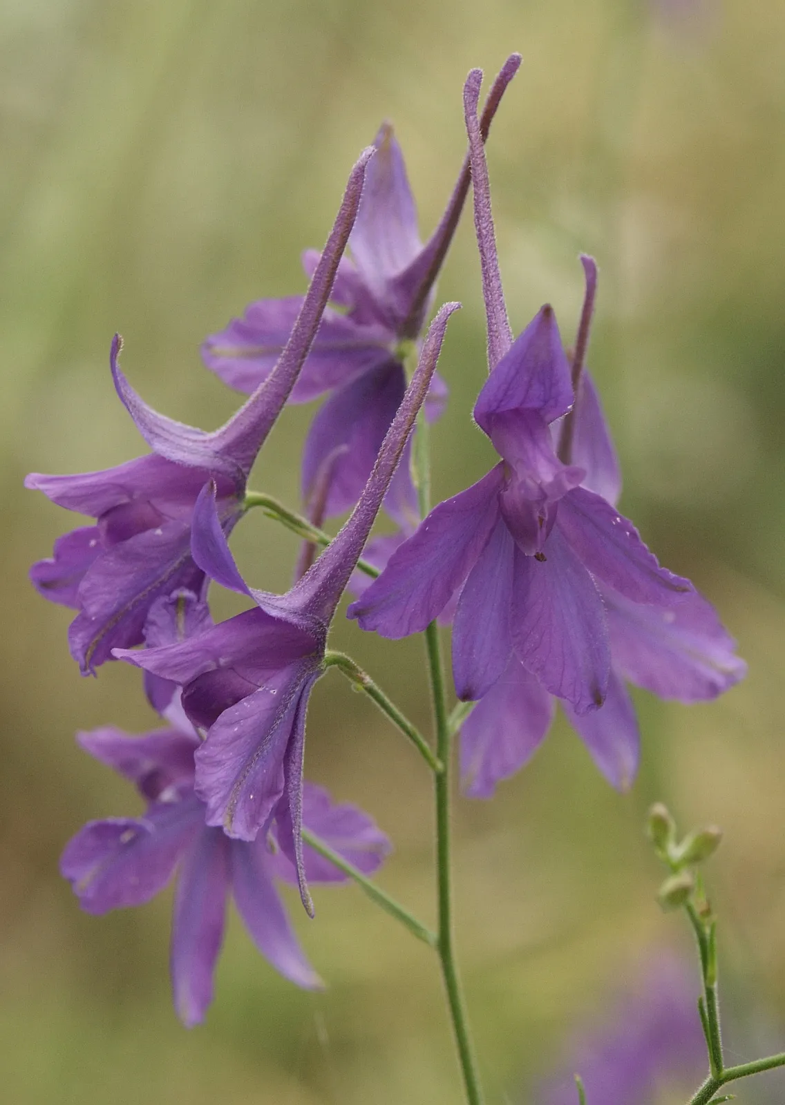 Royal Knight's-spur — photo by Picture taken by BerndH