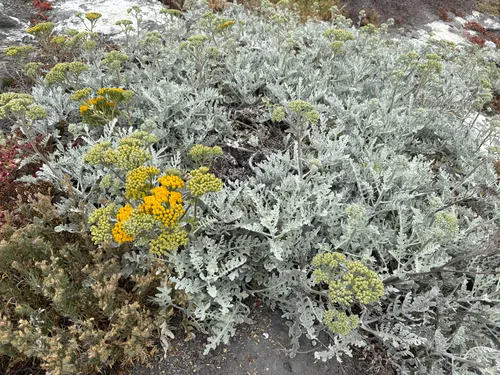 Nevin's Woolly Sunflower — photo by shrike2