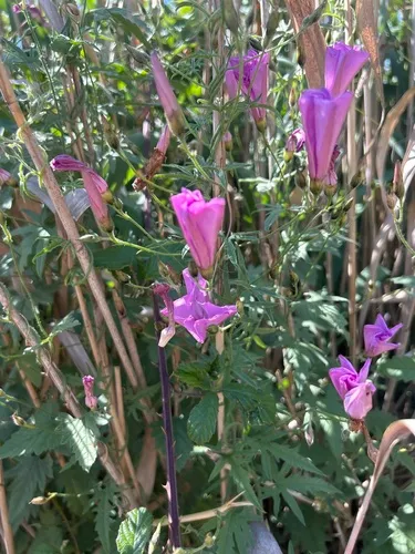 Mallow Bindweed