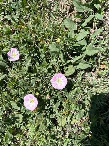 Field Bindweed