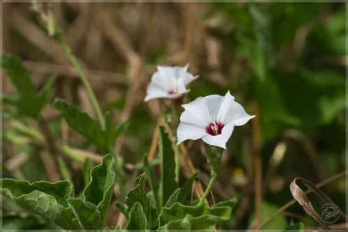 Texas Bindweed — photo by Egidio
