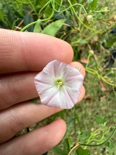 Pinkflower Bindweed