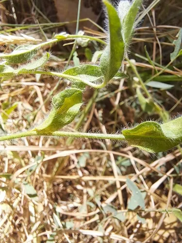 Soft Bindweed