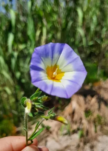 Dwarf Morning-glory
