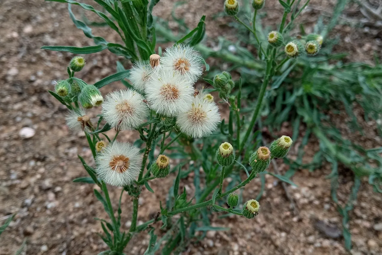 Asthmaweed