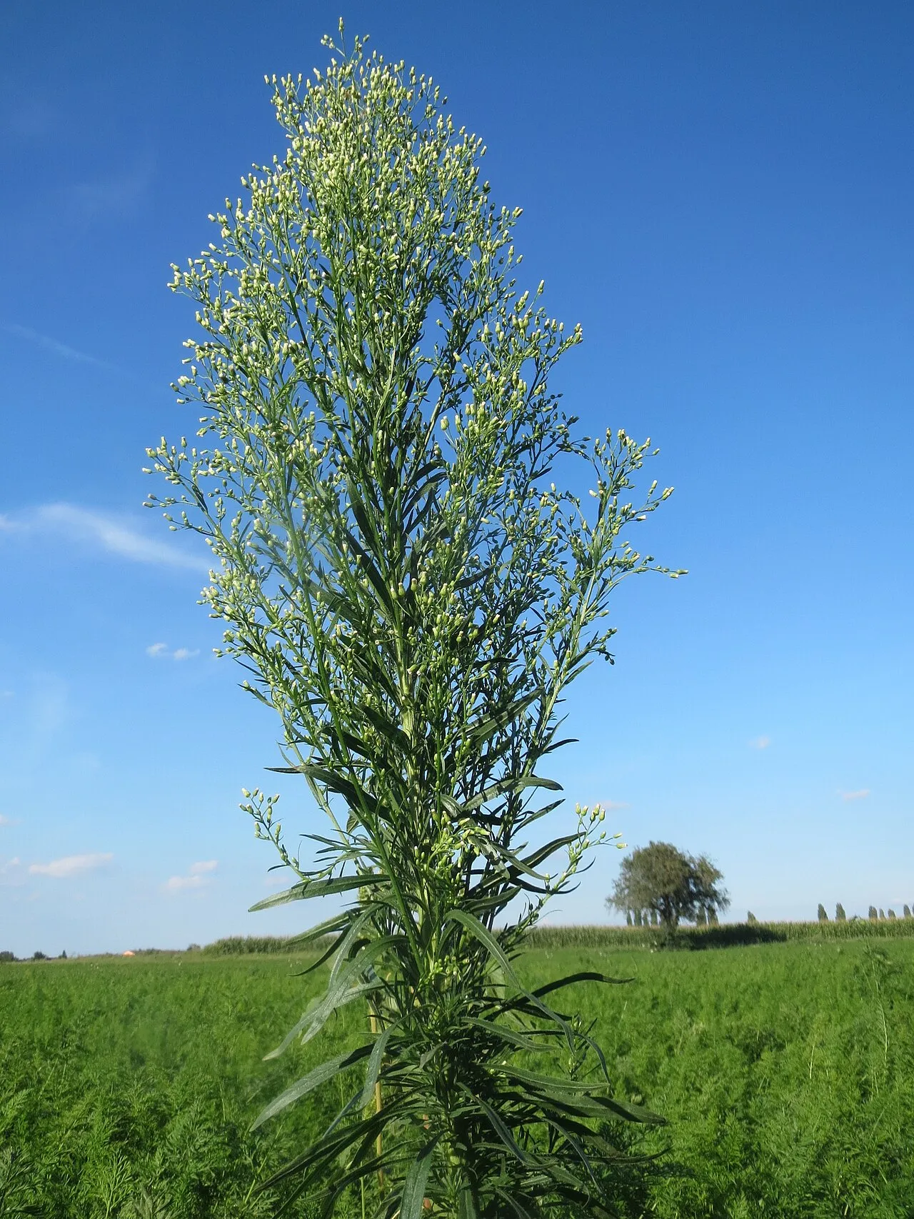 Canadian Horseweed