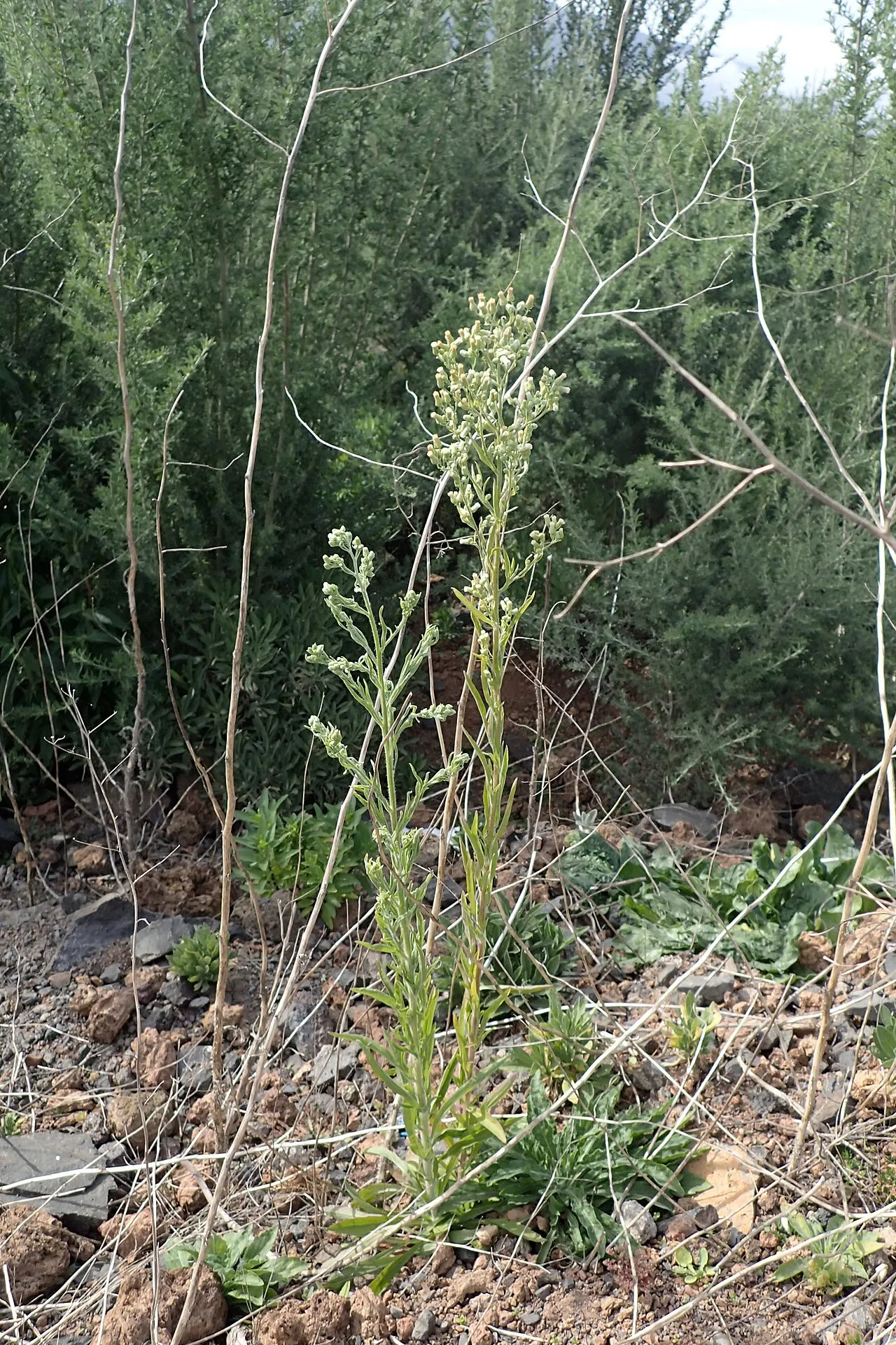 Asthmaweed