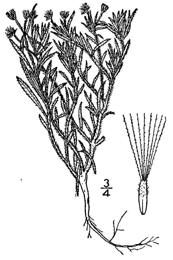Dwarf Horseweed — photo by USDA-NRCS PLANTS Database / Britton, N.L., and A. Brown. 1913. An illustrated…