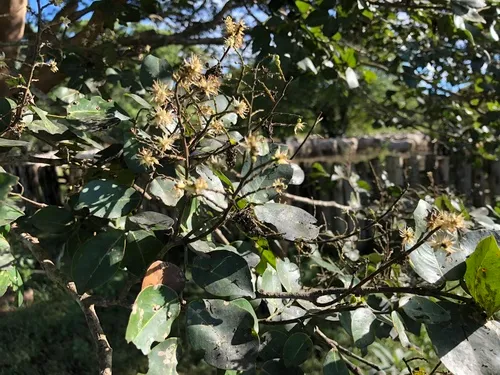 Copaiba — photo by navasalfredo
