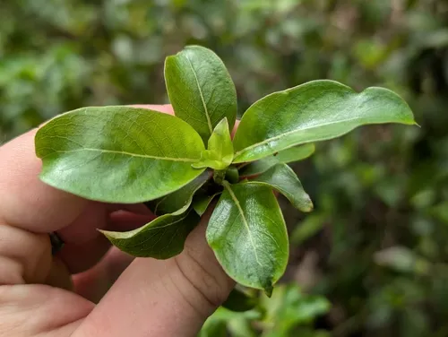 Forest Mirrorplant