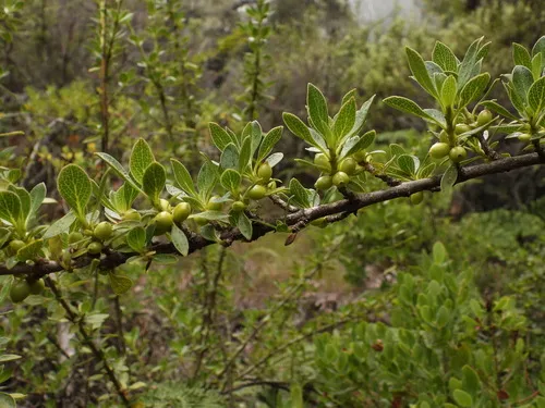 Alpine Mirrorplant