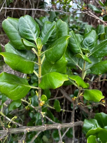 Creeping Mirrorplant — photo by robert_a_price