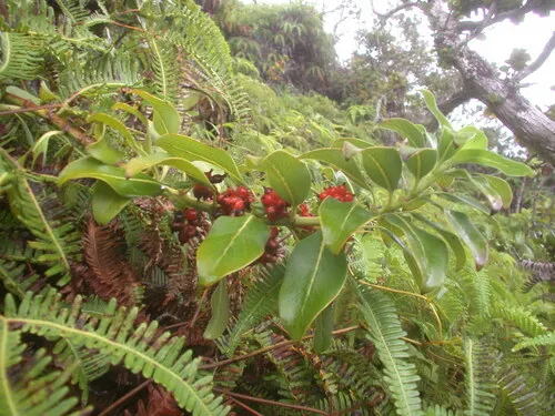 Molokai Mirrorplant — photo by Kenneth R. Wood (NTBG)