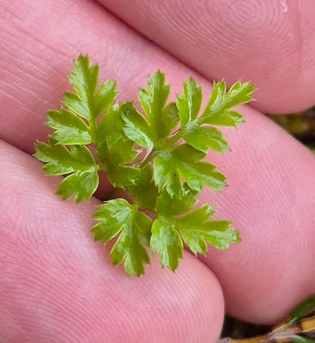 Fernleaf Goldthread
