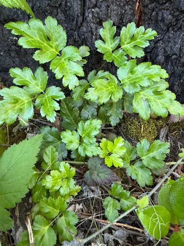 Oregon Goldthread