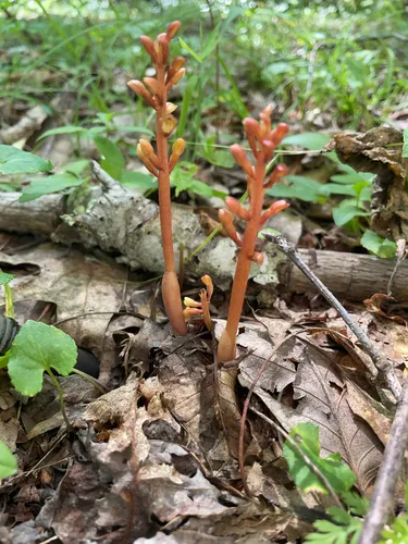Bentley's Coralroot