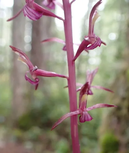 Pacific Coralroot