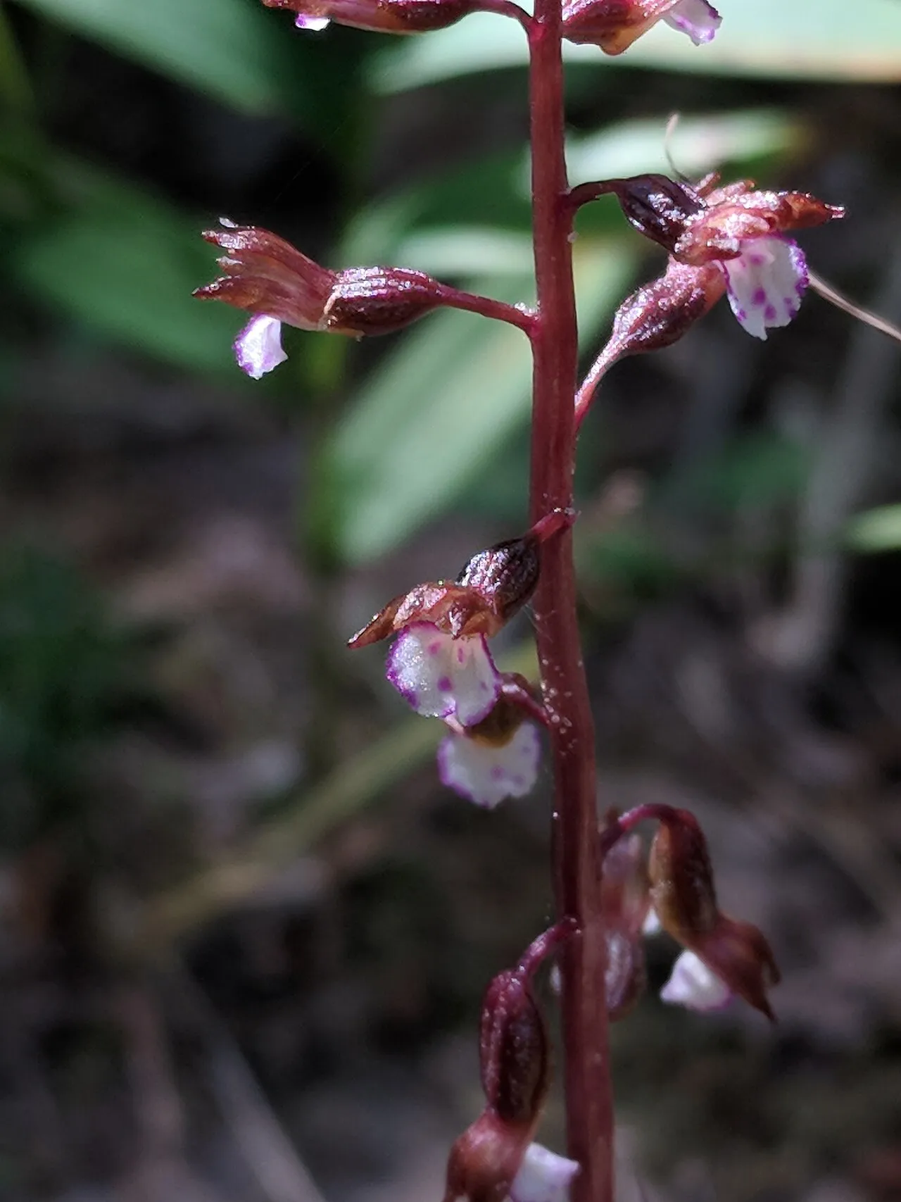Autumn Coralroot (var. pringlei) — photo by Nate Martineau