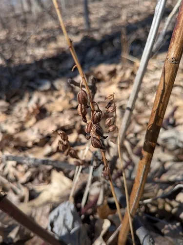 Autumn Coralroot