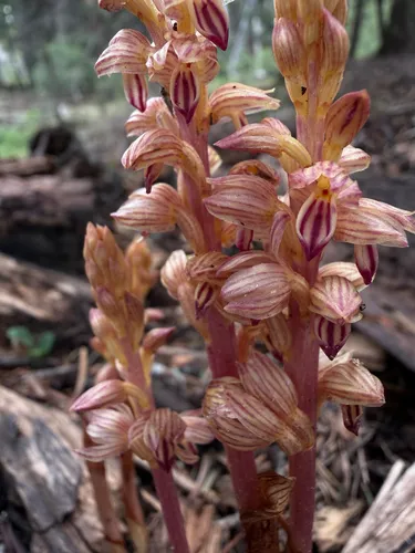 Hooded Coralroot