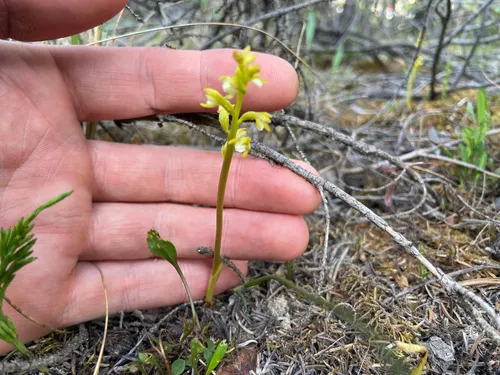 Yellow Coralroot