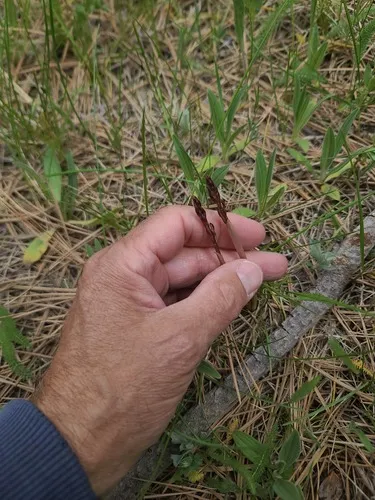 Spring Coralroot