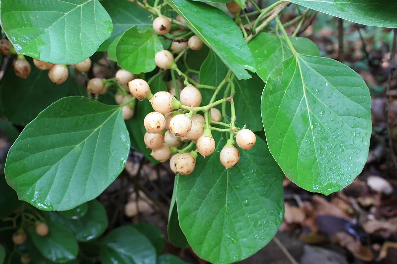 Assyrian Plum