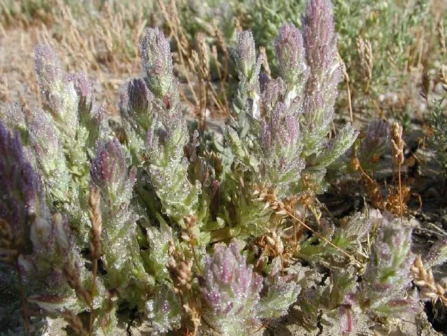 Palmbract Bird's-beak — photo by Joe Silveira, USFWS, Sacramento NWR