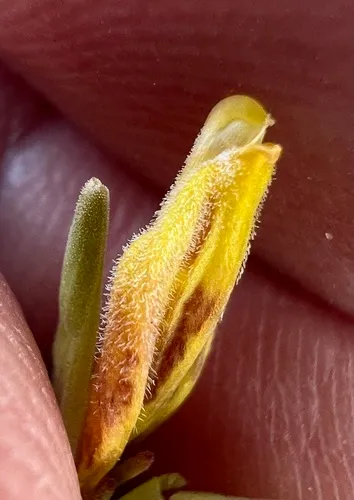 Bushy Bird's Beak