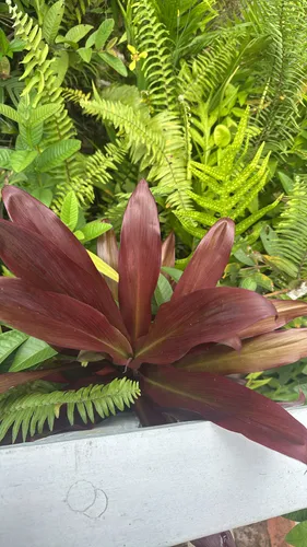 Tiplant