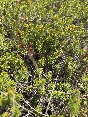 Broom Crowberry