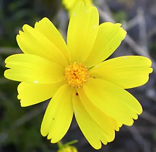 Bigelow's Tickseed