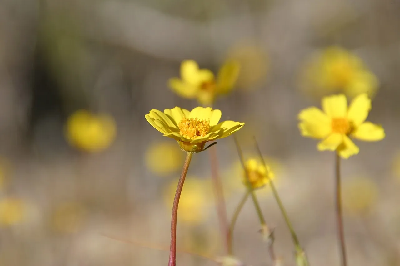 California Tickseed